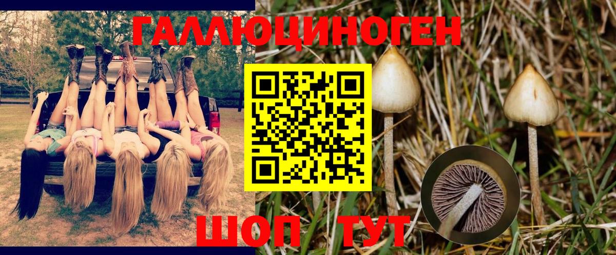 Щёкино  Псилоцибиновые грибы MAGIC MUSHROOMS  Псилоцибиновые грибы MAGIC MUSHROOMS  Вход с VPN 